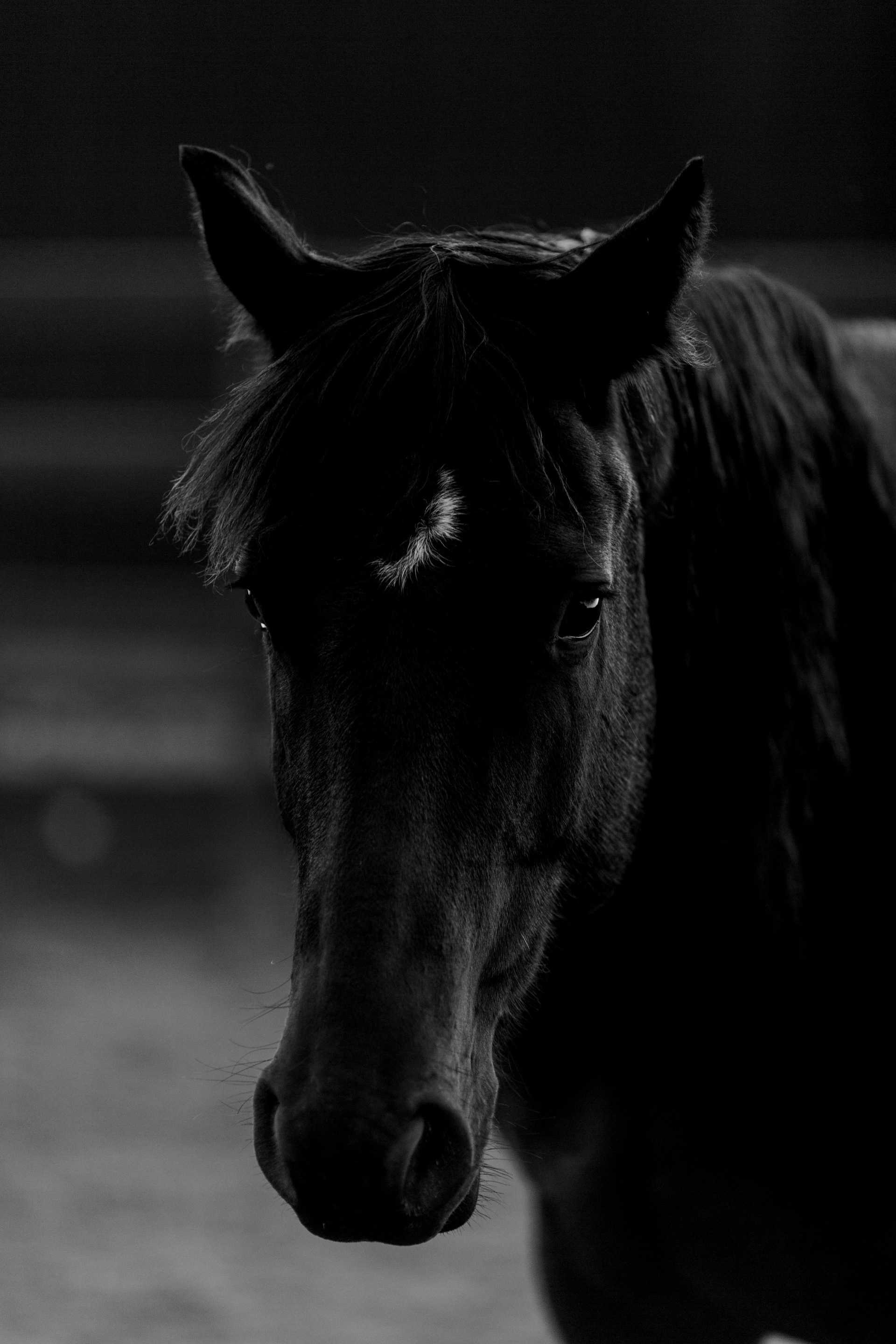 Black Horse 6