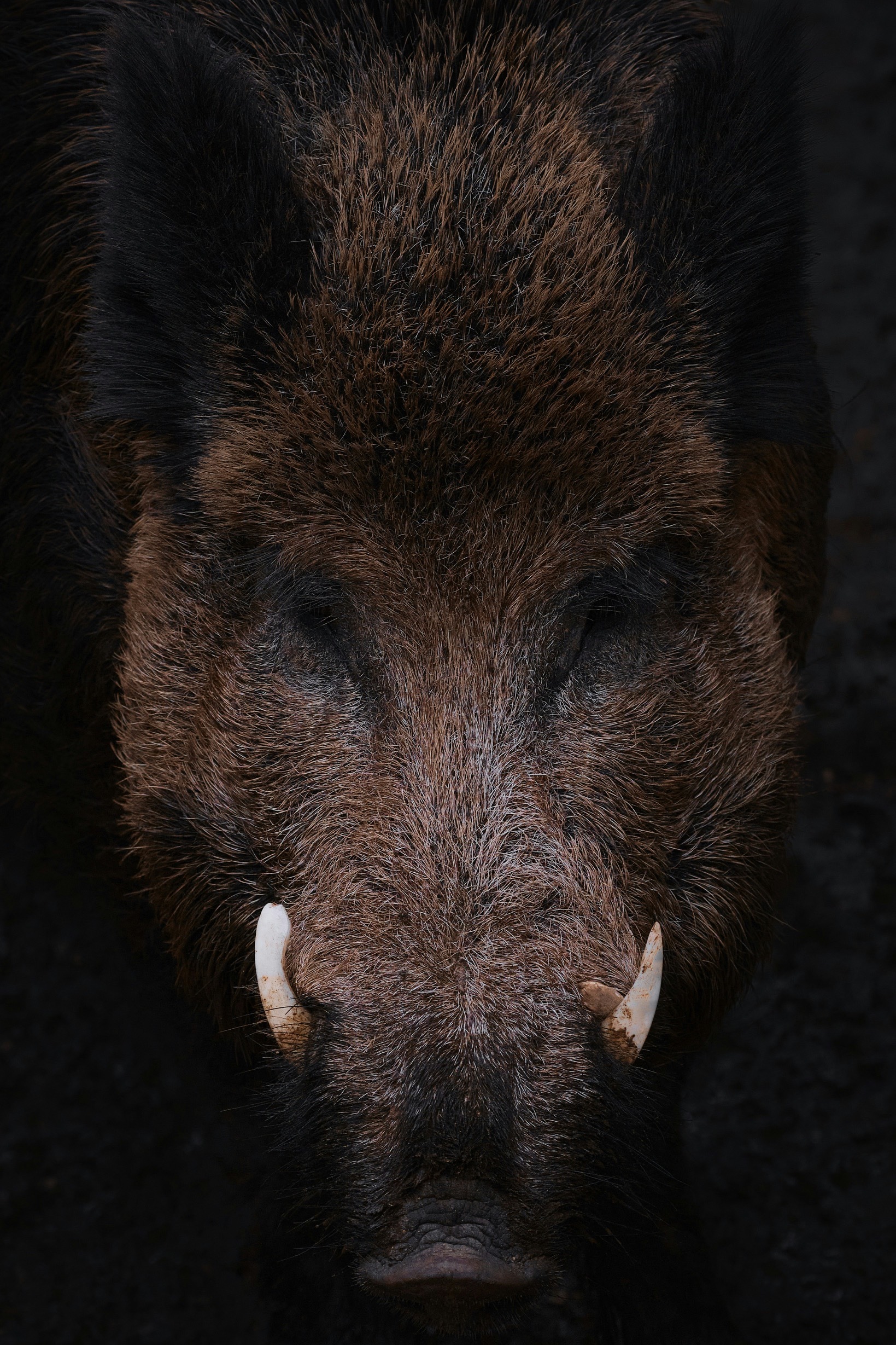 Boar 8