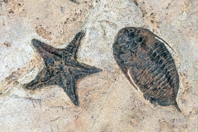 Fossils 2