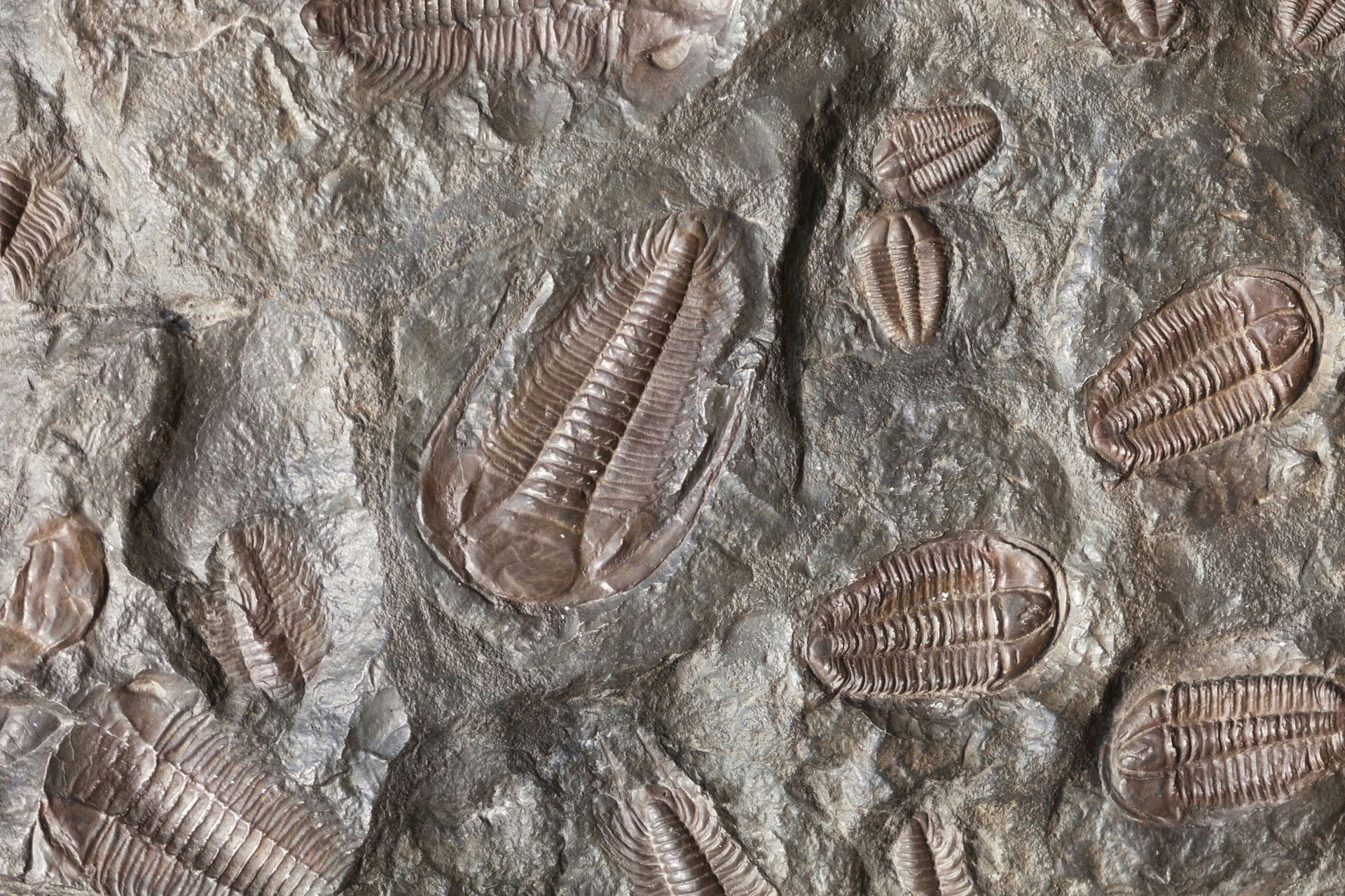 Fossils 3