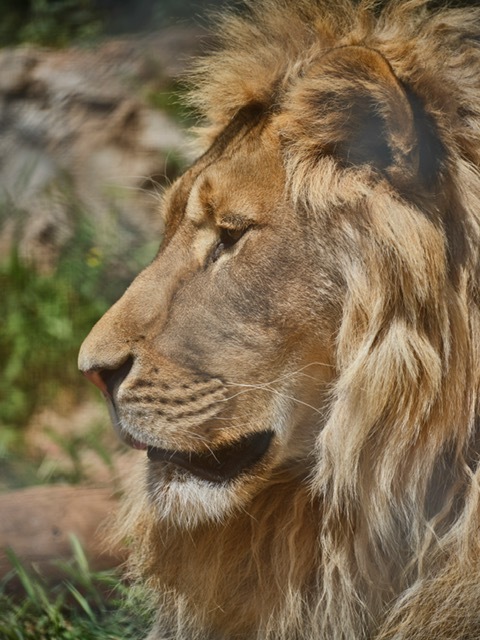 Lion 4